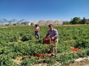 برداشت گوجه‌فرنگی توسط هنرجویان هنرستان کشاورزی همدان؛ طرح “آموزش همراه تولید”