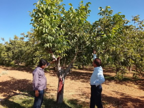 بازدید رئیس مرکز تحقیقات کشاورزی همدان از پروژه‌های تحقیقاتی گردوی تویسرکان