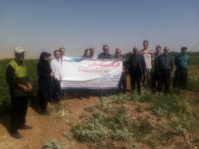 برگزاری  دوره آموزشی ارقام نوین گوجه ‌فرنگی در اسدآباد