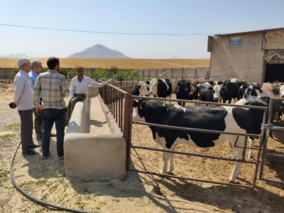 برگزاری کارگاه اصول تغذیه دام در گاوداری شهرستان رزن