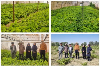 بازدید میدانی از نهالستان و ایستگاه تحقیقاتی انگور ملایر