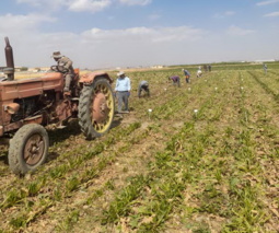آغاز برداشت آزمایشات چغندرقند در همدان و ارزیابی۱۲پروژه به‌نژادی