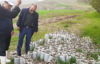 بازدید میدانی مسئول بخش تحقیقات زراعی و باغی از ایستگاه تحقیقات گردوی کرزان تویسرکان