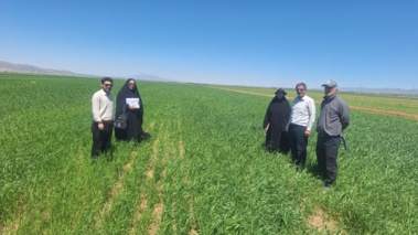 بازدید میدانی از مزارع جو با سه تراکم کشت در شهرستان درگزین