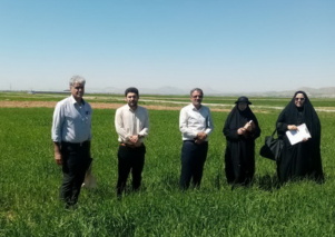 بازدید میدانی از مزارع گندم در شهرستان درگزین