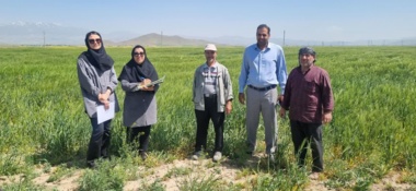 کنترل و نظارت بر مزارع تولید بذر جو استان همدان