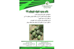 فن بازار