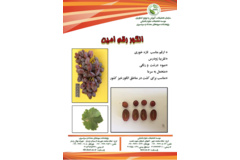 فن بازار