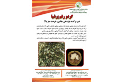 فن بازار