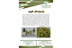 فن بازار