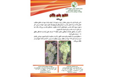 فن بازار