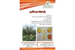 فن بازار