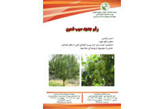 فن بازار