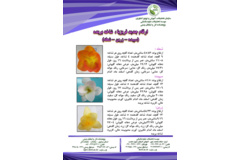 فن بازار