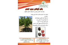 فن بازار