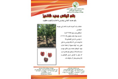 فن بازار