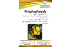 فن بازار