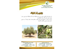 فن بازار