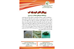 فن بازار