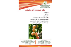 فن بازار