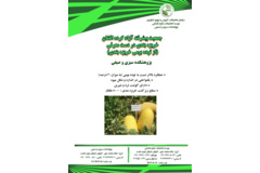 فن بازار