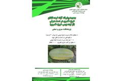 فن بازار