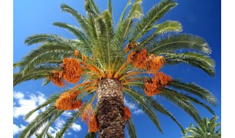 تولید نهال ریشه‌دار گلدانی خرما، راهکار کاهش تلفات و صرفه‌جویی در منابع آب است
