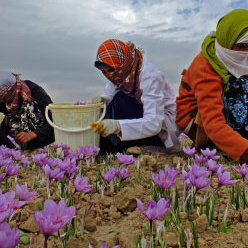 زنان عشایری و روستایی
