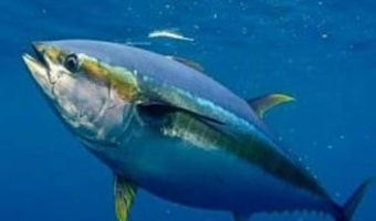 Creating added value by changing the method of tuna catch