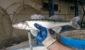 Acquiring the technical knowledge of breeding pike perch fish in intensive conditions