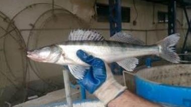 Acquiring the technical knowledge of breeding pike perch fish in intensive conditions