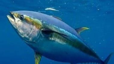 Creating added value by changing the method of tuna catch