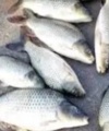  بررسی ساختار ژنتیکی جمعیت‌های مختلف کپور معمولی و تشکیل بانک ژن