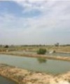 دستیابی به دانش فنی اصلاح نژاد ماهی کپور معمولی (Cyprinus carpio) فاز یک
