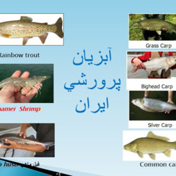 اصلاح نژاد و تکثیر و پرورش آبزیان