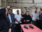 بازدید رؤسای پارک‌های علم‌وفناوری استان‌های ساحلی کشور از پژوهشکده آبزی‌پروری آب‌های جنوب کشور و تأکید بر معرفی دانش‌های فنی به‌دست‌آمده به بخش خصوصی با همکاری پارک علم‌وفناوری