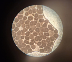 تکثیر ماهی باس دریایی: هورمونهای آهسته رهش، راز موفقیت پژوهشگران پژوهشکده آبزیپروری آبهای جنوب کشور