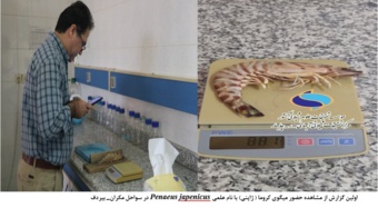 مشاهده میگوی کروما (ژاپنی) برای نخستینبار در سواحل مکران_– بیردف