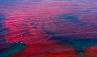 دستاورد پژوهشی در کنترل زیستی کشند قرمز با استفاده از ماکروجلبکهای بومی جنوب ایران