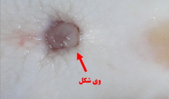 پژوهشگران انستیتو تحقیقات بینالمللی ماهیان خاویاری فناوری بومی تشخیص زودهنگام جنسیت فیلماهی را توسعه دادند