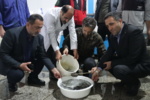 تولید و تحویل ۱۰۰ هزار لارو تاسماهی ایرانی وحشی برای تقویت ذخایر ژنتیکی دریای خزر