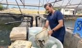 مولدین میگوی با سطح سلامت بالا میان مراکز تکثیر بوشهر توزیع شد