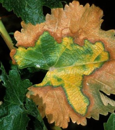 Xylella fastidiosa خطرناک‌ترین بیمارگر قرنطینه‌ای در ایران