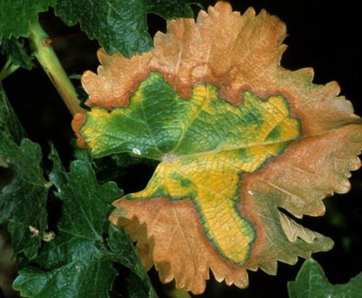 Xylella fastidiosa خطرناک‌ترین بیمارگر قرنطینه‌ای در ایران