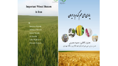 بیماری‌های مهم گندم در ایران