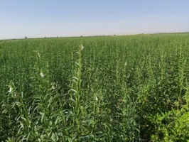 افزایش عملکرد کنجد با به‌کارگیری روش آبیاری قطره‌ای