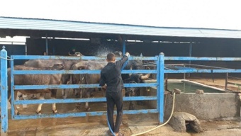 برگزاری روز مزرعه «راهکارهای مقابله با تنش گرمایی در گاومیش»