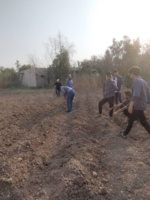 کشت موفق لوبیای چشم‌بلبلی و ماش در دمای ۵۰ درجه‌ سانتی گراد