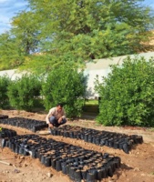 روش‌های علمی و اصولی تولید نهال اکالیپتوس در شرایط آب‌وهوایی استان خوزستان