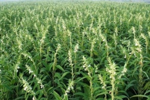 تهدید کاهش ۵۰ درصدی محصول کنجد با بی‌توجهی به علف‌های هرز